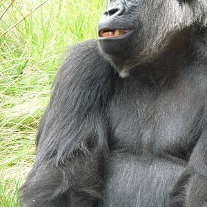 London Zoo - September 2009