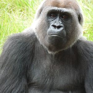 London Zoo - September 2009