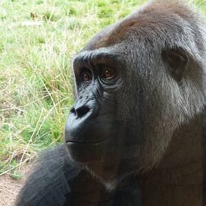 London Zoo - September 2009