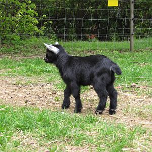 a goat kid (cabrito)