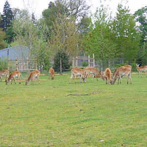 Red lechwes at Blair Drummond Safari Park, 19 May 2010