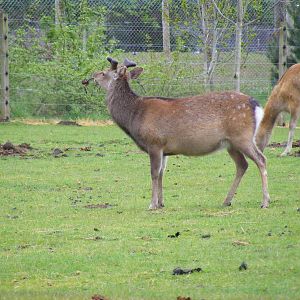 Sika deer at Blair Drummond Safari Park, 19 May 2010