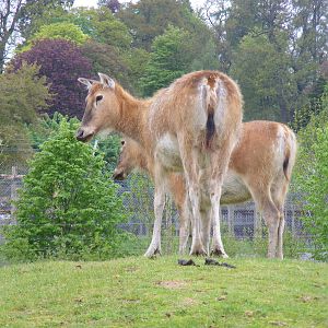 Pere David's deer at Blair Drummond Safari Park, 19 May 2010
