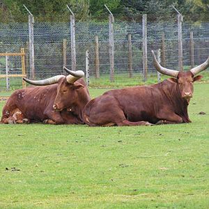 Ankole cattle at Blair Drummond Safari Park, 19 May 2010