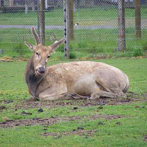 Pere David's deer at Blair Drummond Safari Park, 19 May 2010