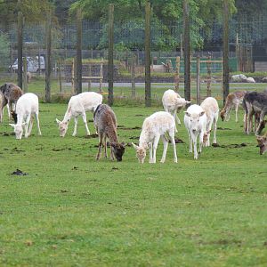 Fallow deer at Blair Drummond Safari Park, 19 May 2010