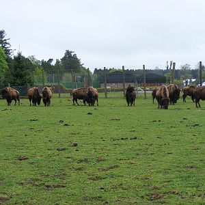 North American bison at Blair Drummond Safari Park, 19 May 2010