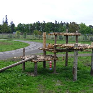 African lion reserve at Blair Drummond Safari Park, 19 May 2010