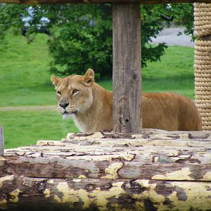 African lion at Blair Drummond Safari Park, 19 May 2010