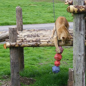 African lion enjoying the enrichment at Blair Drummond Safari Park, 19 May