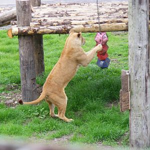 African lion enjoying the enrichment at Blair Drummond Safari Park, 19 May