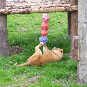 African lion enjoying the enrichment at Blair Drummond Safari Park, 19 May