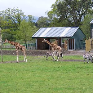 Rothschild's giraffes and Grant's zebras at Blair Drummond Safari Park, 19