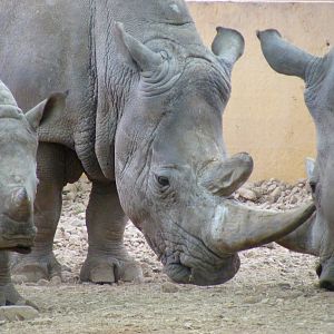 White rhinos at Blair Drummond Safari Park, 19 May 2010