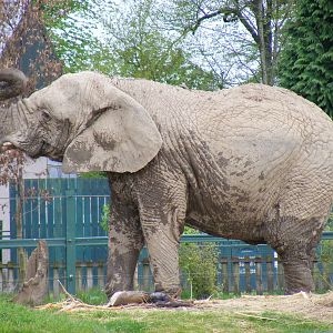 African elephant at Blair Drummond Safari Park, 19 May 2010