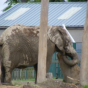 African elephant at Blair Drummond Safari Park, 19 May 2010