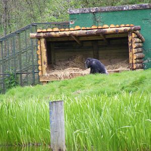 Chimpanzee at Blair Drummond Safari Park, 19 May 2010
