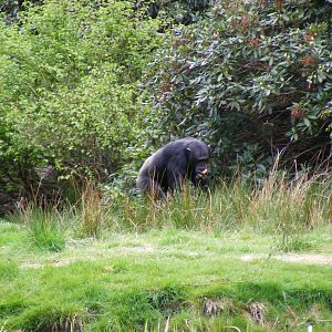 Chimpanzee at Blair Drummond Safari Park, 19 May 2010