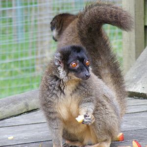 Brown lemur at Blair Drummond Safari Park, 19 May 2010