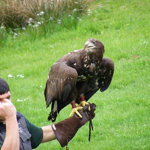 White-tailed sea eagle at Blair Drummond Safari Park, 19 May 2010