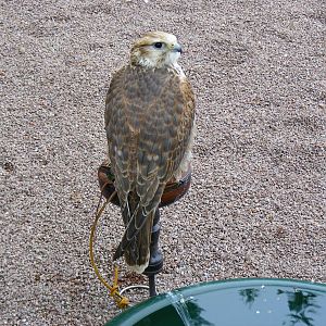 Saker falcon at Blair Drummond Safari Park, 19 May 2010