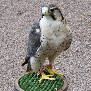 Peregrine falcon at Blair Drummond Safari Park, 19 May 2010