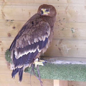 Steppe eagle at Blair Drummond Safari Park, 19 May 2010