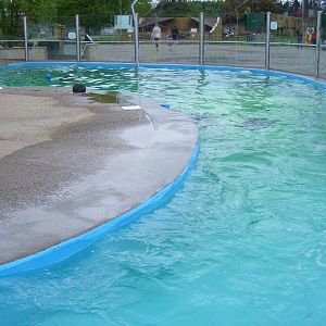 Californian sea lion outdoor pool at Blair Drummond Safari Park, 19 May 201
