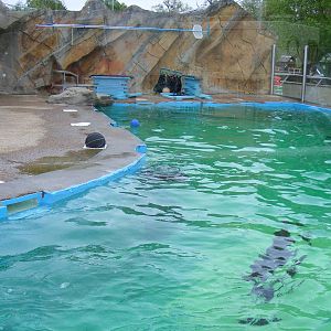 Californian sea lion outdoor pool at Blair Drummond Safari Park, 19 May 201