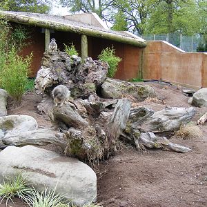 Meerkat enclosure (no. 1) at Blair Drummond Safari Park, 19 May 2010