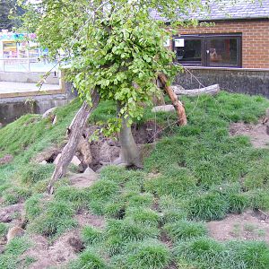 Meerkat enclosure (no. 2) at Blair Drummond Safari Park, 19 May 2010