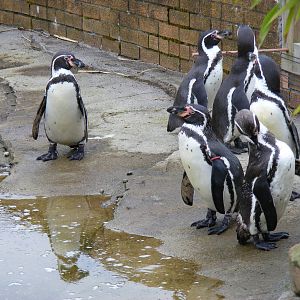 Humboldt penguins at Blair Drummond Safari Park, 19 May 2010