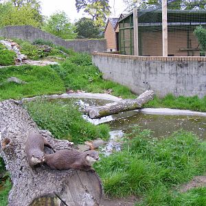 Asian short-clawed otter enclosure at Blair Drummond Safari Park, 19 May 20