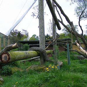 Ring-tailed lemur enclosure at Blair Drummond Safari Park, 19 May 2010