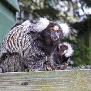 Free-ranging common marmosets at Blair Drummond Safari Park, 19 May 2010