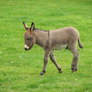 Donkey foal at Blair Drummond Safari Park, 19 May 2010