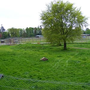 Amur tiger enclosure at Blair Drummond Safari Park, 19 May 2010