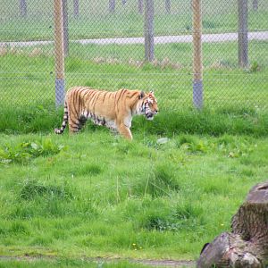 Amur tiger at Blair Drummond Safari Park, 19 May 2010