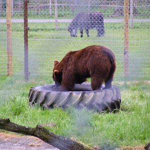 Bull the European brown bear at Blair Drummond Safari Park, 19 May 2010