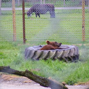 Bull the European brown bear at Blair Drummond Safari Park, 19 May 2010