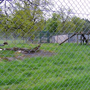 European brown bear enclosure at Blair Drummond Safari Park, 19 May 2010