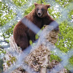 Bull the European brown bear at Blair Drummond Safari Park, 19 May 2010