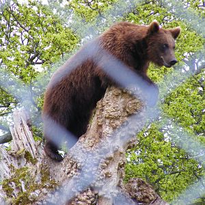 Bull the European brown bear at Blair Drummond Safari Park, 19 May 2010
