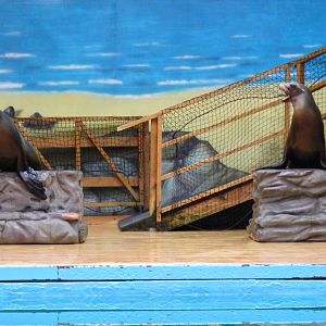 Lola and Bella the Californian sea lions at Blair Drummond Safari Park, 19