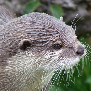 Asian short-clawed otter at Blair Drummond Safari Park, 19 May 2010
