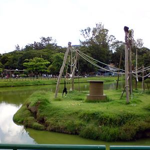 Zoologico Municipal Sorocaba - Spider Monkey