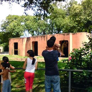 Zoologico Municipal Sorocaba - Elephants
