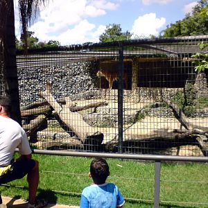 Zoologico Municipal Sorocaba - Tigers