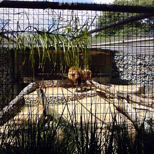 Zoologico Municipal Sorocaba - Lions