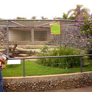 Zoologico Municipal Sorocaba - Jaguar